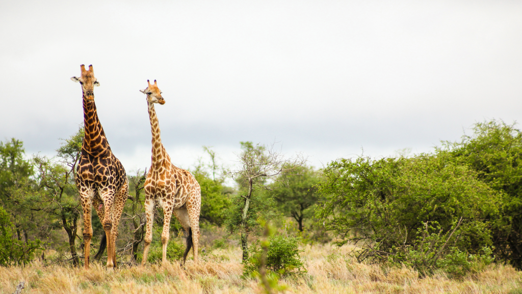2 giraffes on safari
